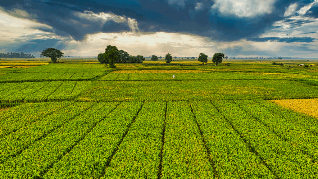 Plantation with green crops growing in agricultural farm